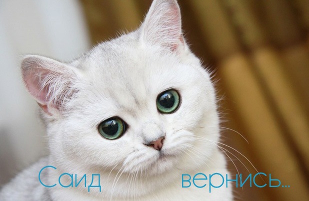 Открытка Открытки с именем Саид - Белый кот с зелёными глазами: милая открытка | Красивая открытка #30
