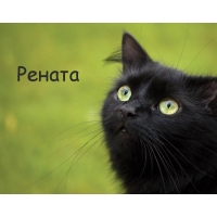 Открытка открытки с именем Рената - Черный кот на открытке. Симпатичная картинка. | Красивая открытка #26