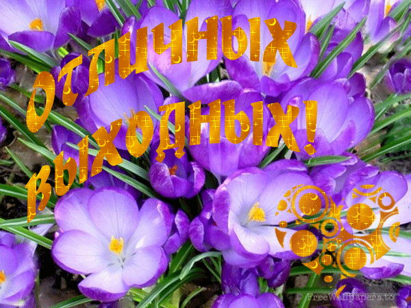 Открытка Открытки хороших выходных - Фиолетовые цветы: открытка с весенним букетом | Красивая открытка #127