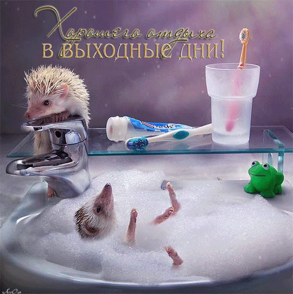 Открытка Открытки хорошего отдыха - Ежик в ванной: забавная поздравительная открытка | Красивая открытка #211