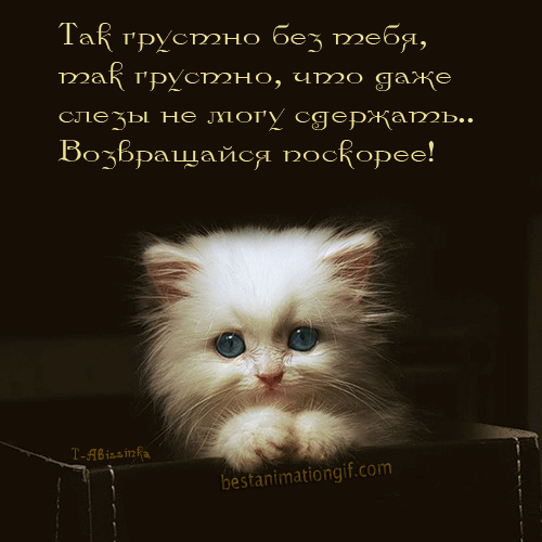 Открытка Открытки жду тебя - Милый котенок на открытке  BestAnimationGif.com | Красивая открытка #64