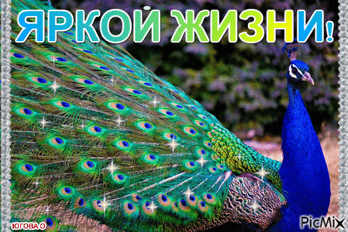 Открытка С павлинами - Яркий павлин: праздничная открытка с птицей | Красивая открытка #7
