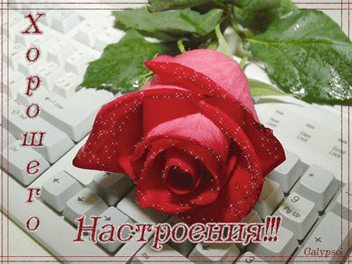 Открытка хорошего настроения - Красная роза на клавиатуре: открытка с цветами | Красивая открытка #93