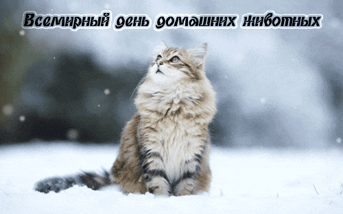 Открытка Открытки на Всемирный день домашних животных - Снежный кот: Праздничная открытка с милым котиком | Красивая открытка #26