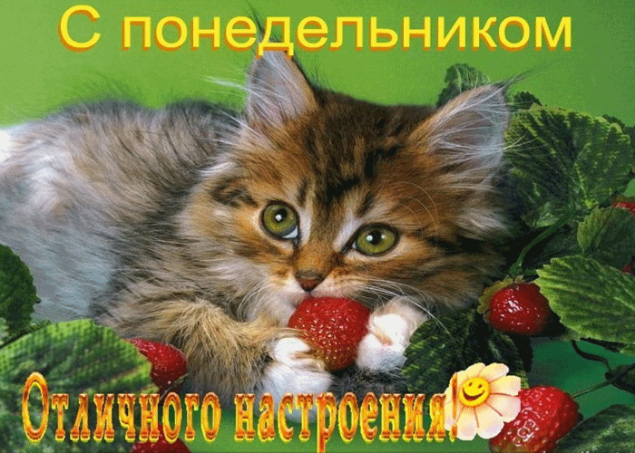Открытка Открытки на понедельник - Кот и клубника: милая открытка с котенком | Красивая открытка #117