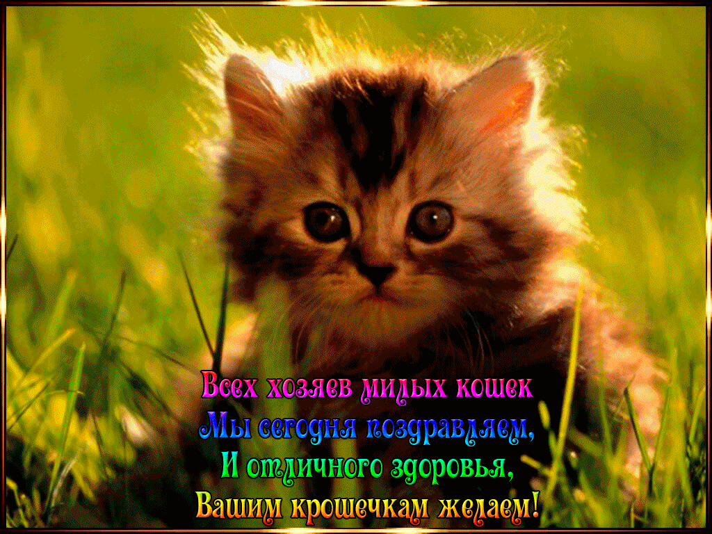 Открытка День Кошек - Поздравления с Днем кота: милый котенок на открытке | Красивая открытка #31