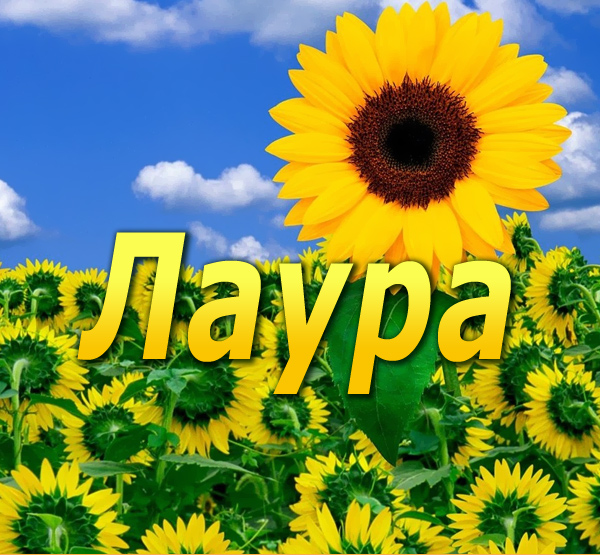 Открытка открытки с именем Лаура  - Открытка с подсолнухами на фоне голубого неба | Красивая открытка #8