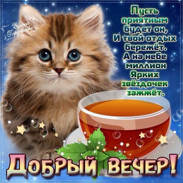 Открытка открытки с пожеланиями доброго вечера  - Открытка с котенком: добрый вечер! | Красивая открытка #1