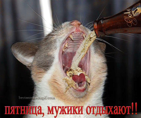 Открытка Открытки на пятницу - Смешная открытка с котом и пивом | Красивая открытка #152