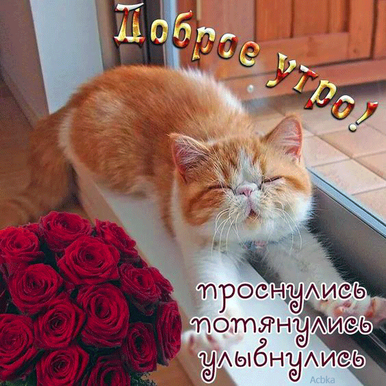 Открытка Доброе утро анимация - Открытка: Красные розы и котенок | Красивая открытка #19