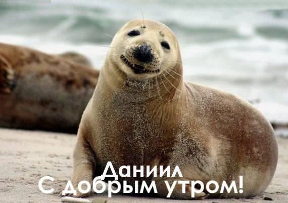 Открытка Открытки с именем Даниил/Данил - Открытка с тюленем: доброе утро! | Красивая открытка #238