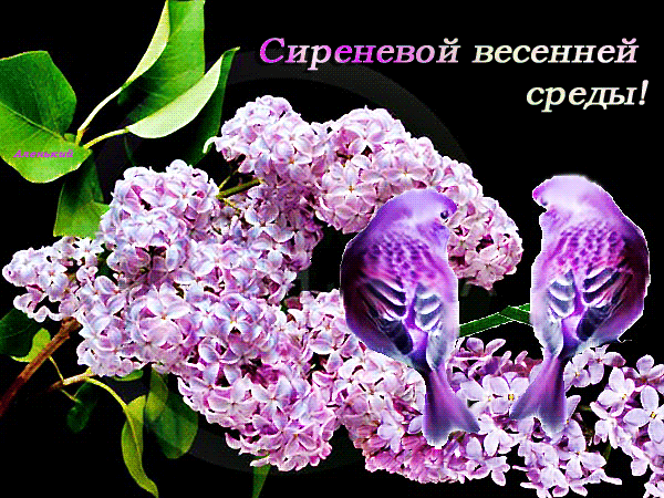 Открытка Открытки на среду - Сирень и птички: нежная весенняя открытка | Красивая открытка #60