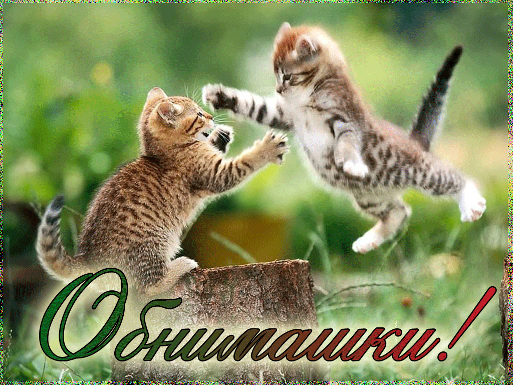 Открытка Открытки обнимаю - Два игривых котенка на пеньке. Открытка с котятами. | Красивая открытка #11