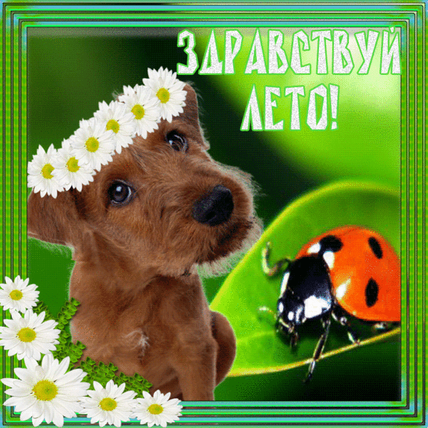 Открытка С первым днём лета - Собака с одуванчиками и божья коровка - летняя открытка | Красивая открытка #72