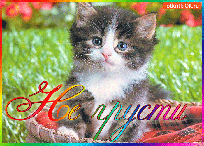 Открытка Не грусти - Открытка с котенком: милый котенок на траве | Красивая открытка #48