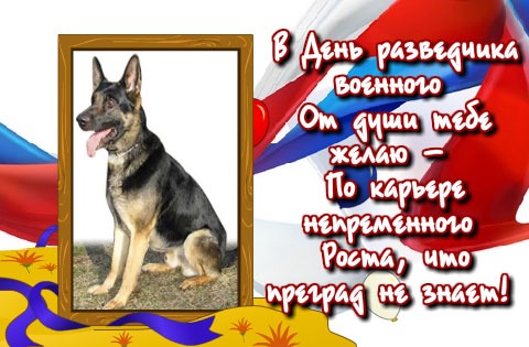 Открытка С днём военного разведчика - Немецкая овчарка на фоне флага | Красивая открытка #12