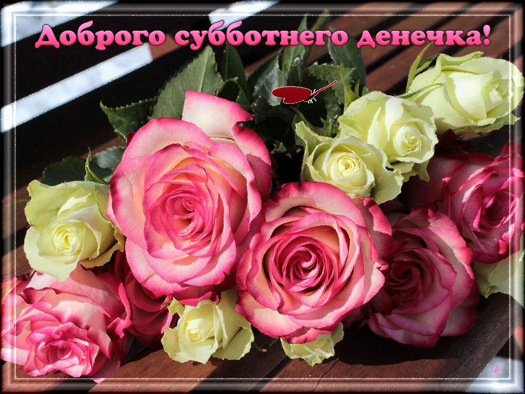 Открытка Открытки на субботу - Розовые и белые розы на открытке | Красивая открытка #49