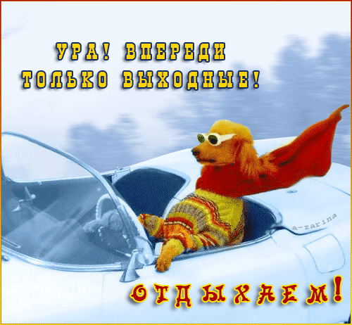 Открытка Выходные - Собака в машине: Прикольная открытка с пёсиком | Красивая открытка #66