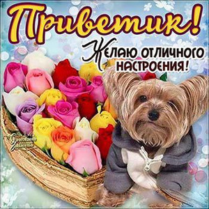 Открытка открытки с приветствием  - Собака с цветами: открытка с щенком йоркширского терьера | Красивая открытка #10