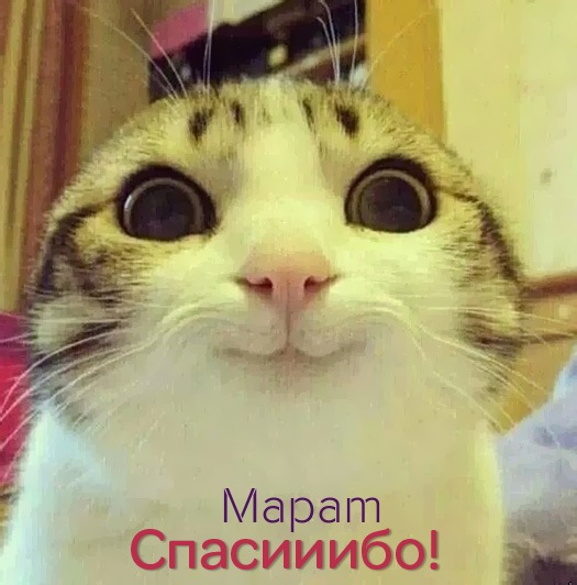 Открытка Открытки с именем Марат  - Котенок с удивленным взглядом - открытка | Красивая открытка #11