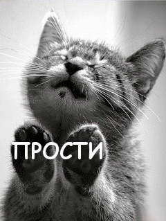 Открытка Прости - Котенок тянется вверх — открытка с котиком | Красивая открытка #34