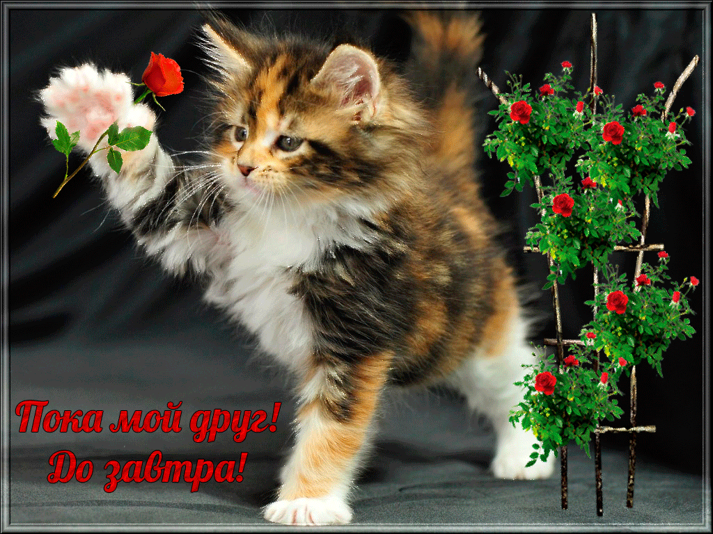 Открытка Прощания - Котенок с цветком: открытка с милым котенком | Красивая открытка #35