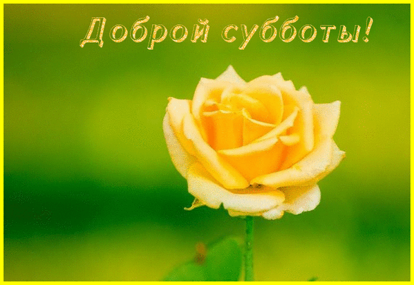 Открытка Открытки на субботу - Жёлтая роза на зелёном фоне | Красивая открытка #109