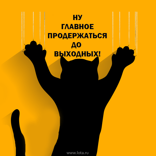 Открытка Открытки удачной недели - Открытка с котом, поднявшим лапы | Красивая открытка #124