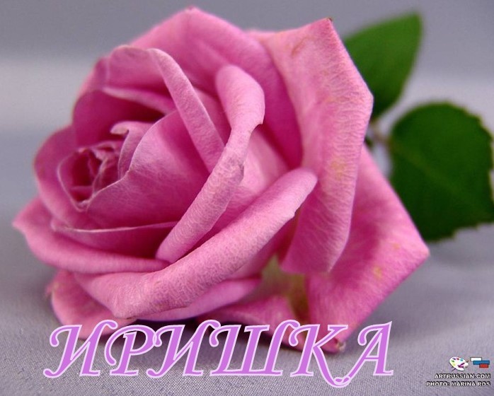 Открытка открытки с именем Ирина  - Розовый цветок: открытка с розой для всех праздников | Красивая открытка #14