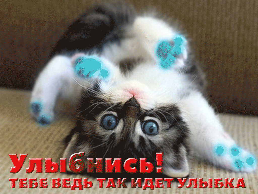 Открытка Улыбнись - Смешной котенок: открытка с милым котенком | Красивая открытка #332