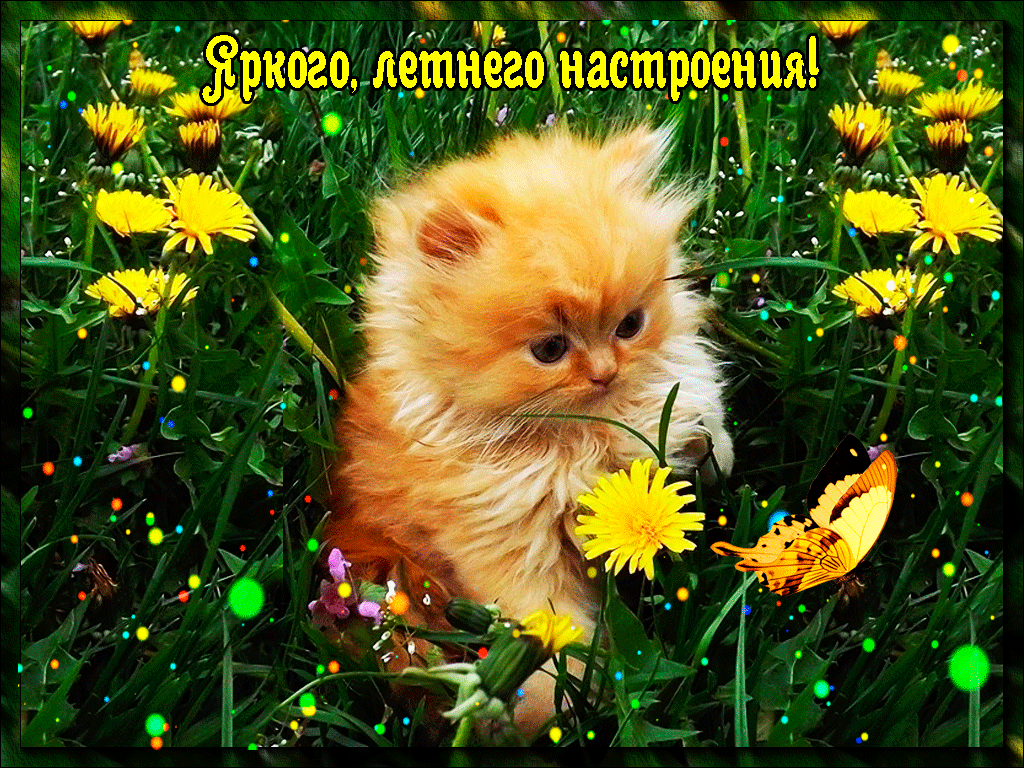 Открытка С одуванчиками - Рыжий кот в цветах: открытка с котенком | Красивая открытка #14