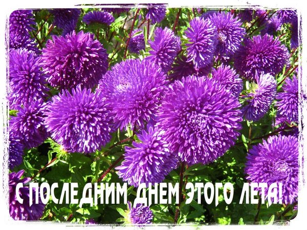 Открытка Открытки с последним днем лета - Фиолетовые цветы: открытка с бутонами | Красивая открытка #45