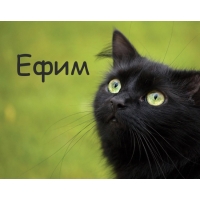 Открытка открытки с именем Ефим - Черный кот на открытке: милый взгляд | Красивая открытка #25