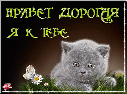 Открытка Открытки с приветствиями  - Милый котенок на лугу с бабочками - открытка | Красивая открытка #102