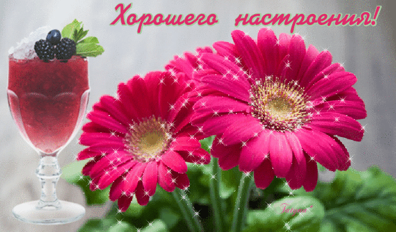 Открытка хорошего настроения - Открытка с цветком гербера и напитком | Красивая открытка #160