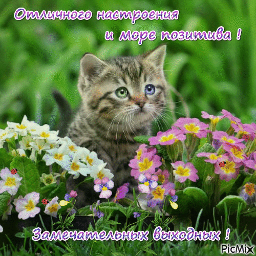 Открытка Открытки хороших выходных - Котенок в цветах: Открытка с милым котенком | Красивая открытка #217
