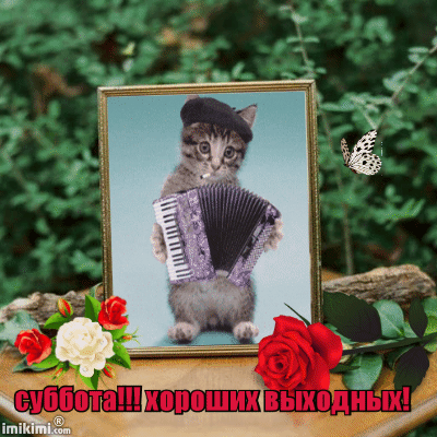 Открытка Открытки на субботу - Котенок с аккордеоном — открытка на выходные | Красивая открытка #102