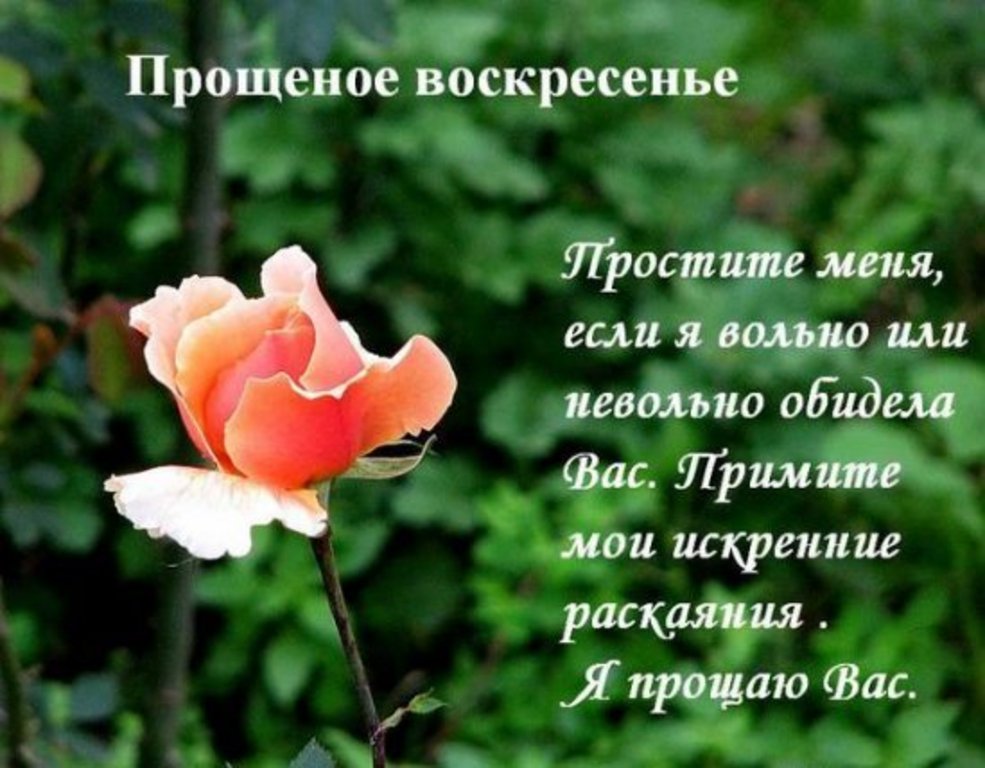 Открытка открытки на прощеное воскресенье  - Открытка: Роза на фоне зелени. Прости меня. | Красивая открытка #17