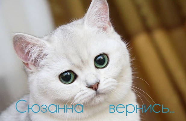 Открытка открытки с именем Сюзанна - Белый кот с зелеными глазами - открытка | Красивая открытка #23