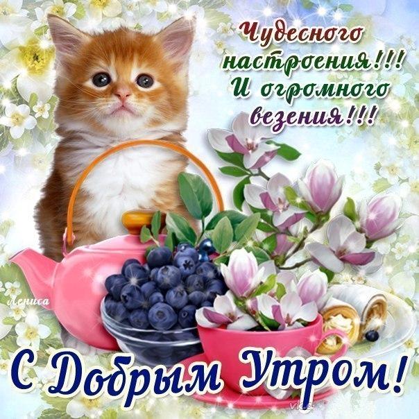 Открытка открытки с добрым утром - Открытка с котенком и ягодами: С добрым утром! | Красивая открытка #7