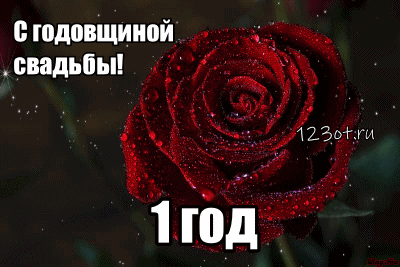 Открытка 1 год - ситцевая свадьба - Красная роза с каплями росы: Открытка с днем свадьбы | Красивая открытка #30
