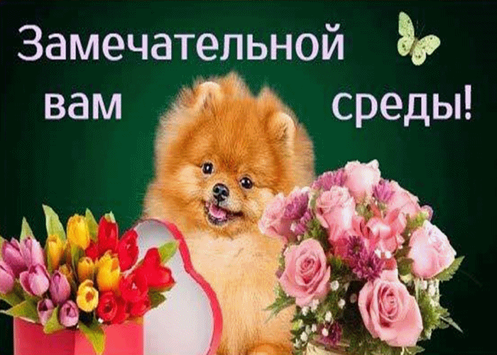 Открытка Среда - Пушистый пёс и цветы: отрыжка весны | Красивая открытка #41
