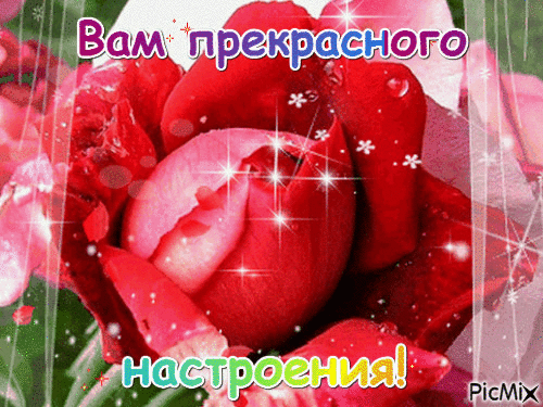 Открытка Открытки хорошего настроения - Красная роза на открытке с блестками | Красивая открытка #214