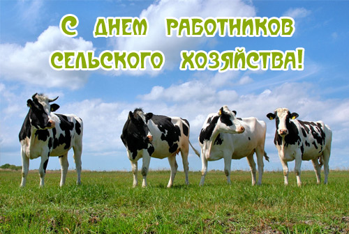 Открытка Открытки на день работников сельского хозяйства и перерабатывающей промышленности  - Коровы на лугу: открытка с животными  Природа | Красивая открытка #17
