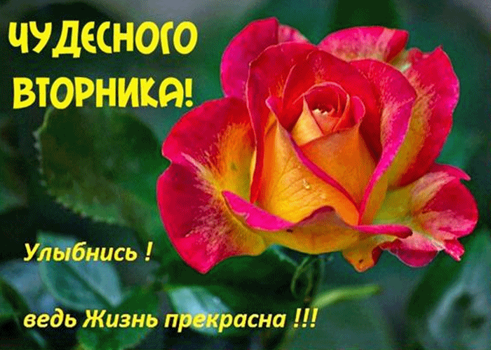 Открытка Открытки на вторник - Яркая роза: Красная и желтая. Красивая открытка | Красивая открытка #43