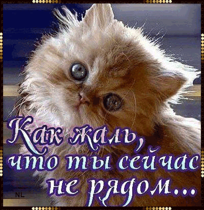 Открытка Скучаю - Котенок с большими глазами - открытка | Красивая открытка #145