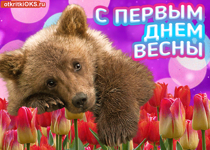 Открытка  С первым днем весны - Милый медвежонок на фоне тюльпанов - открытка | Красивая открытка #16