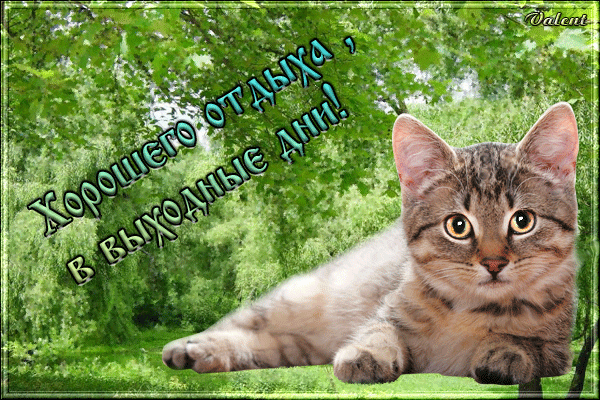 Открытка Открытки хорошего отдыха - Открытка с котенком на траве | Красивая открытка #219