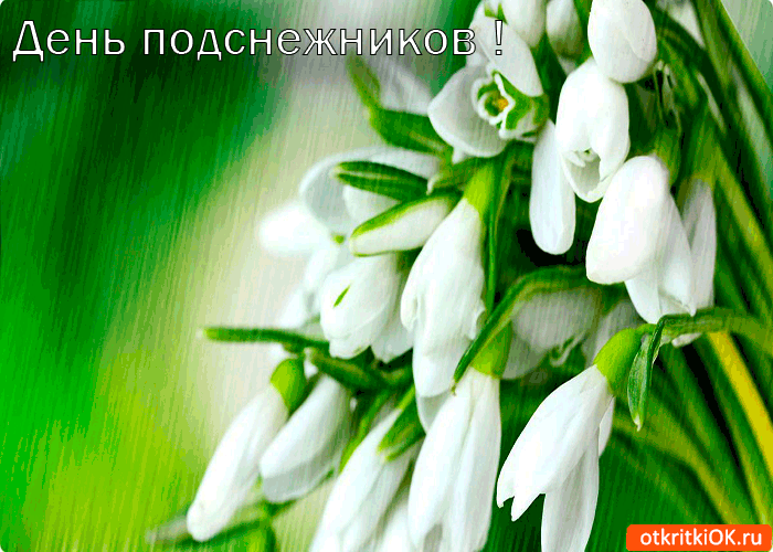 Открытка День подснежника - Открытка с подснежниками: нежные цветы весенней надежды | Красивая открытка #17
