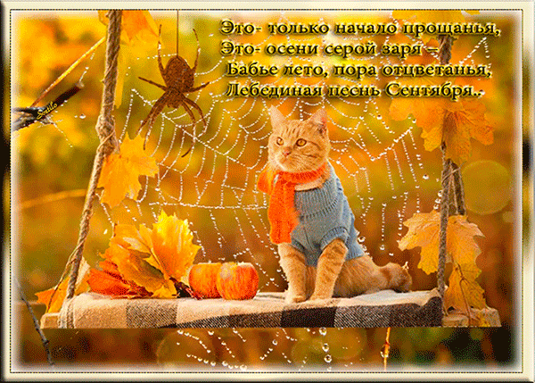 Открытка Открытки на Бабье Лето - Открытка с котенком в тыквенном саду | Красивая открытка #34